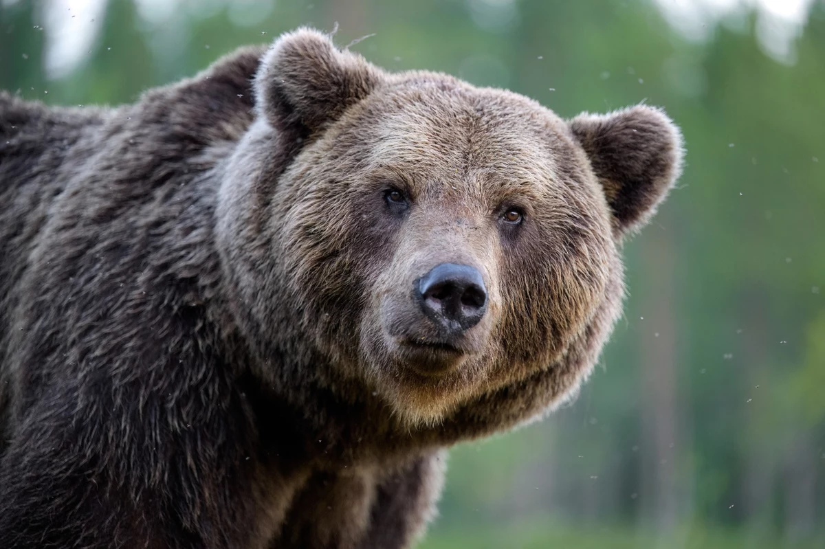 W Norwegii doszło niedawno do ataku niedźwiedzia na człowieka. Konsekwencją było zorganizowanie polowania na agresywnego osobnika. W wyniku pomyłki myśliwi zabili jednak nie to zwierzę, co trzeba.
