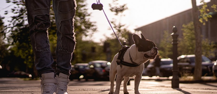 Policjanci znaleźli właściciela psa, który kilka dni temu w Ustroniu (Śląskie) ugryzł w twarz czterolatka. Mężczyzna odpowie za narażenie dziecka na niebezpieczeństwo utraty życia i za spowodowanie lekkiego uszczerbku na zdrowiu. 