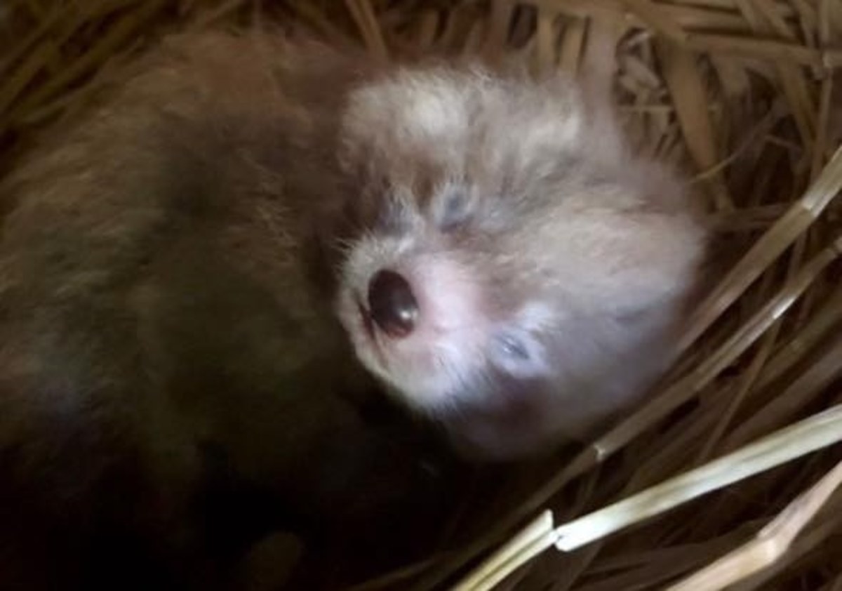 Kolejny maluch w rodzinie pand. Łódzkie zoo ma nowego mieszkańca