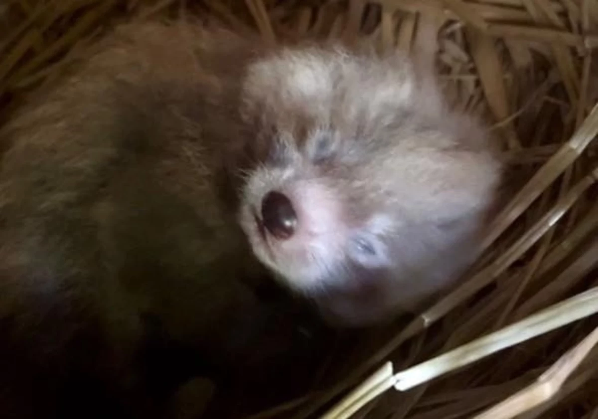 W Orientarium Zoo Łódź przyszła na świat panda mała. To już trzeci potomek troskliwego duetu - Ofelii i Otella. Jak zapewniają pracownicy ogrodu zoologicznego, młode rozwija się prawidłowo i przebywa obecnie pod czujną opieką mamy.