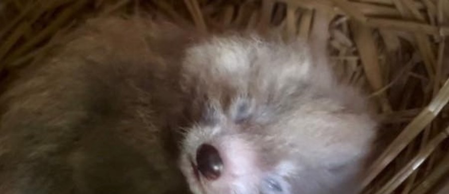 W Orientarium Zoo Łódź przyszła na świat panda mała. To już trzeci potomek troskliwego duetu - Ofelii i Otella. Jak zapewniają pracownicy ogrodu zoologicznego, młode rozwija się prawidłowo i przebywa obecnie pod czujną opieką mamy.