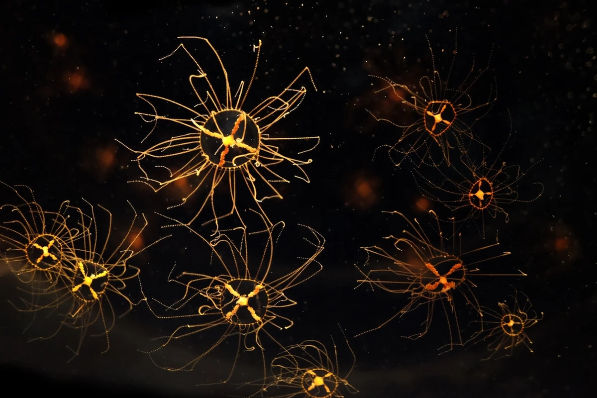 W duńskich wodach, a dokładnie w rejonie cieśniny Sund, odkryto inwazyjny gatunek meduzy pochodzący z Pacyfiku. Gonionemus vertens albo po duńsku Klæbende gople, bo tak nazywa się ten gatunek, jest niezwykle trujący i stanowi poważne zagrożenie dla ludzi oraz lokalnego ekosystemu.