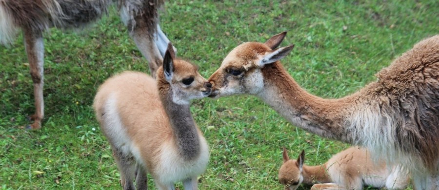 Kolejne niezwykłe narodziny w stołecznym zoo. Na świat przyszła tam wikunia, najmniejszy przedstawiciel rodziny wielbłądowatych. Jest ikoną Peru i widnieje w herbie tego kraju. Zobacz wyjątkowe zdjęcia maluszka.