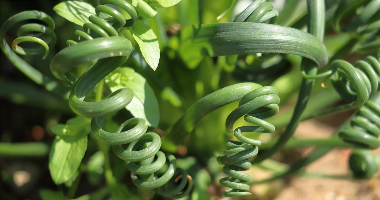 Im więcej światła, tym silniejsze spirale. Jej kwiaty pachną wanilią