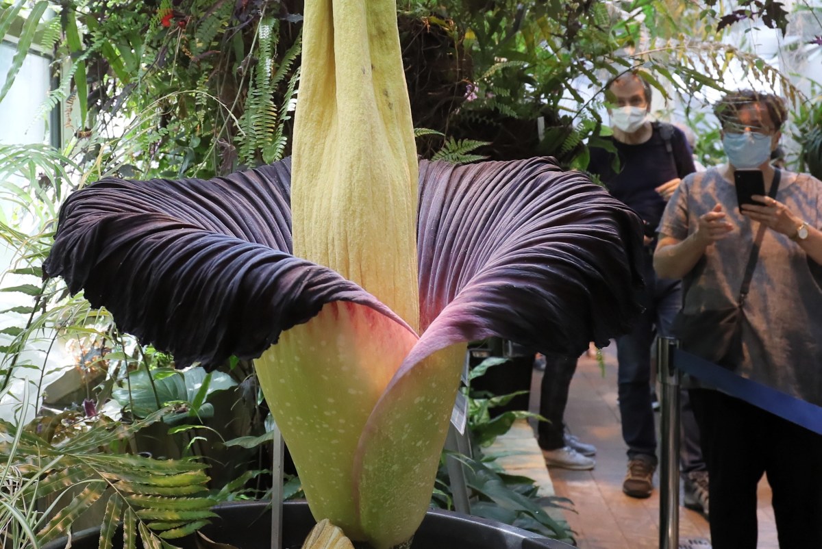 "Spektakl natury" w Ogrodzie Botanicznym UW. Zakwitnie tam rzadka roślina