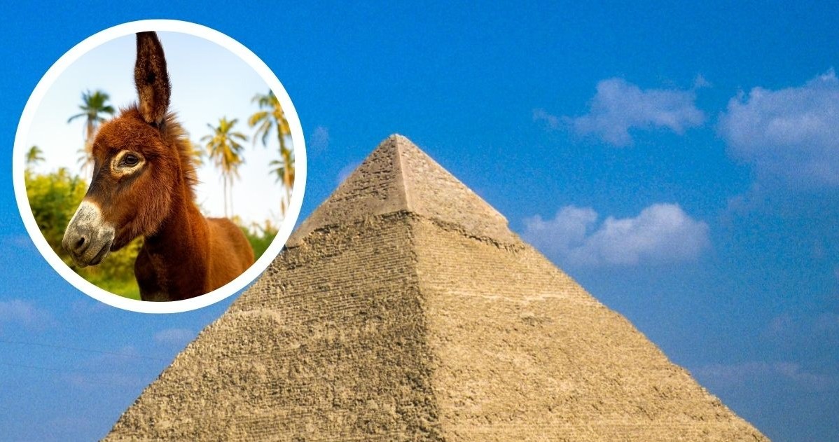 Osioł symbolem potęgi starożytnego Egiptu? interesujące odkrycie w Kanaanie