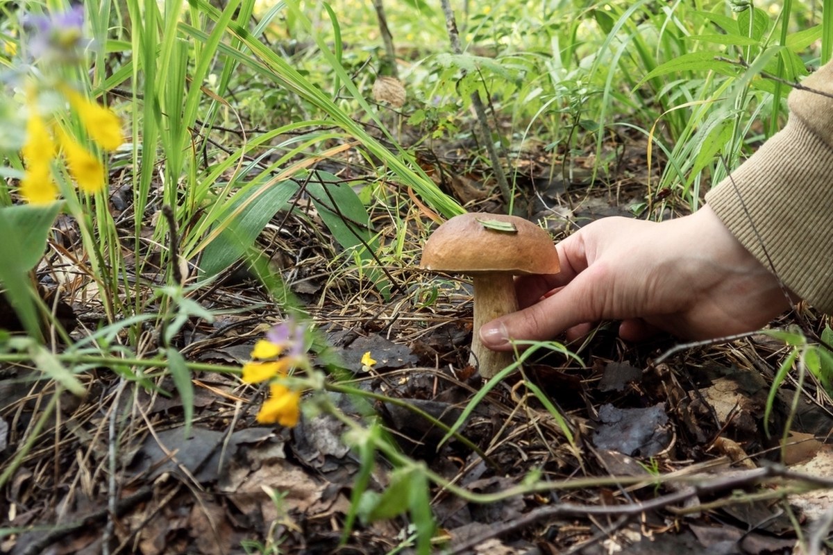 Zanim wyjdziesz na grzyby, musisz to wiedzieć