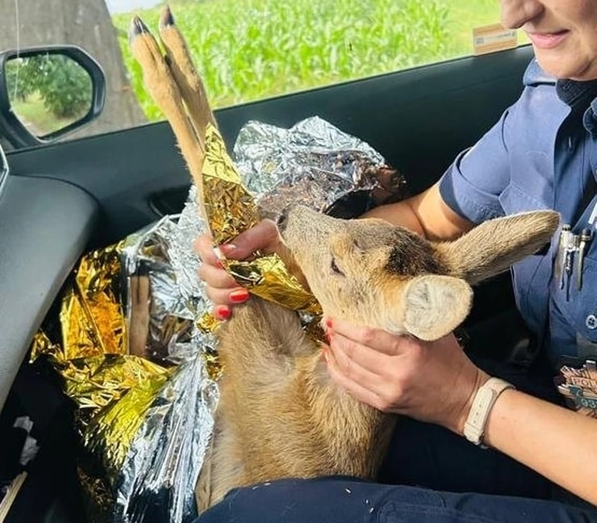 Zwierzę w potrzebie może liczyć na pomoc policjantów. Ostatnio udowodniły to mundurowe z powiatu milickiego (woj. dolnośląskie). Pomocy potrzebowało małe koźlę siedzące na poboczu drogi. Miało ranną nogę.