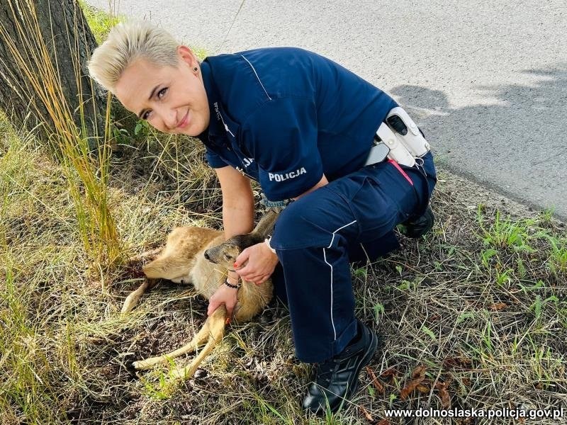 /Policja Dolnośląska