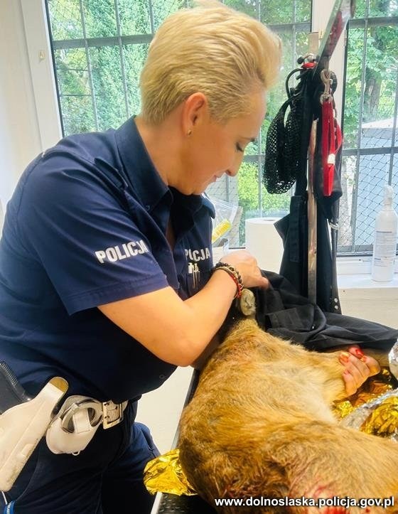 /Policja Dolnośląska