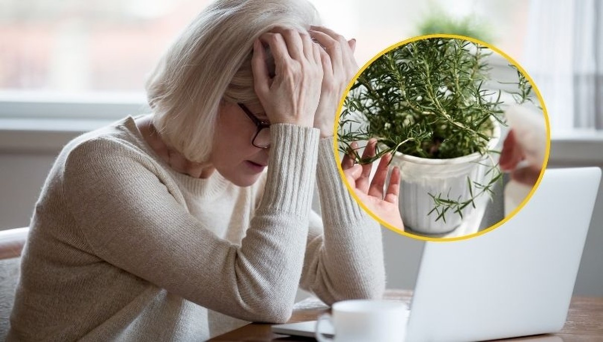 Masz problemy z pamięcią? Te zioła mają moc!