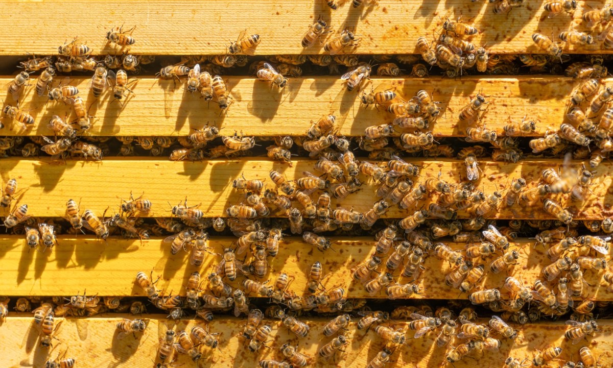 Francuzi bronią pszczół. Rekordowa liczba podpisów pod petycją