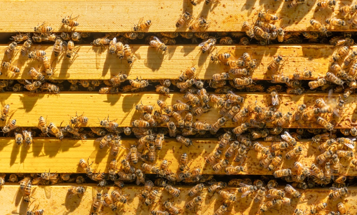 We Francji petycja przeciwko ustawie zezwalającej m.in. na stosowanie owadobójczego środka acetamipryd, zwanego "zabójcą pszczół", zebrała ponad 1,3 miliona podpisów. To najliczniejsza petycja skierowana przeciw uchwalonemu już aktowi prawnemu w historii kraju. Choć nie umożliwia ponownego głosowania, otwiera drogę do debaty w parlamencie.