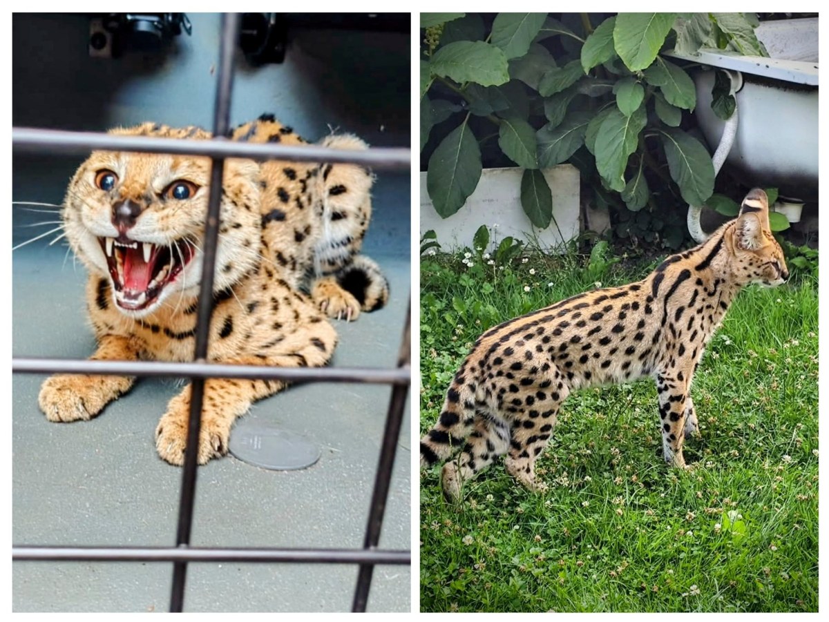 Serwal na wolności. Niezwykła interwencja straży miejskiej w Tychach