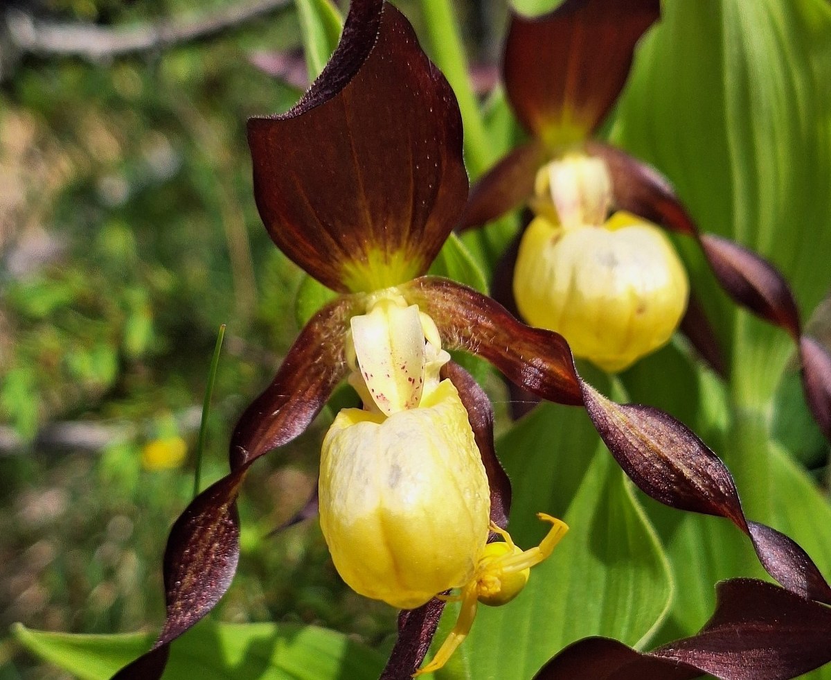 Rekordowa liczba storczyków zakwitła w Tatrach. Zobacz je na zdjęciach