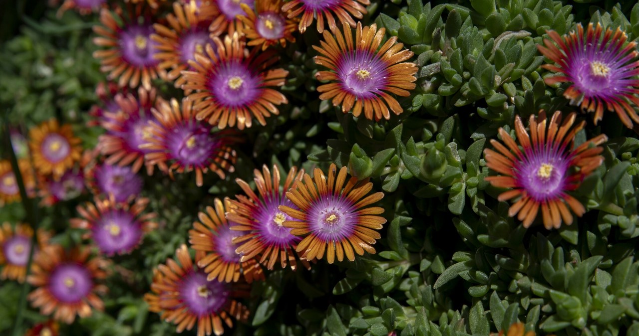 Bije na głowę pelargonie i kwitnie prawie pół roku. To królowa mojego balkonu