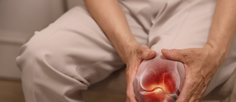 Nową metodę leczenia osteoartrozy opracował zespół naukowy z Wydziału Biochemii, Biofizyki i Biotechnologii Uniwersytetu Jagiellońskiego w Krakowie. Polega ona na wykorzystaniu komórek macierzystych, które po wszczepieniu do chorych stawów - zmniejszają dolegliwości bólowe i pomagają w regeneracji uszkodzonych tkanek.