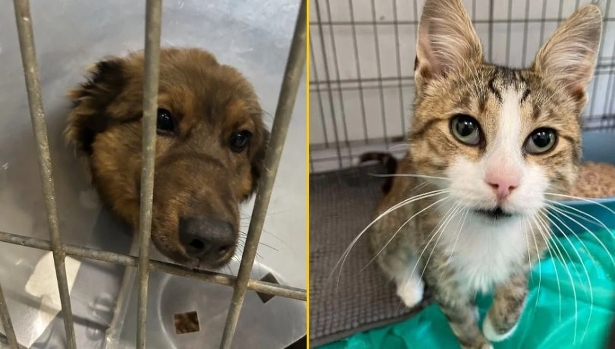 Rekordowa liczba ponad 70 kotów czeka na adopcję w schronisku dla bezdomnych zwierząt w Kielcach. Pracownicy placówki tłumaczą to przede wszystkim wakacjami. Wiele osób wyjeżdża i porzuca kota albo psa.