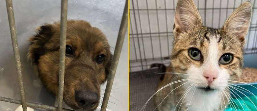 Rekordowa liczba ponad 70 kotów czeka na adopcję w schronisku dla bezdomnych zwierząt w Kielcach. Pracownicy placówki tłumaczą to przede wszystkim wakacjami. Wiele osób wyjeżdża i porzuca kota albo psa.