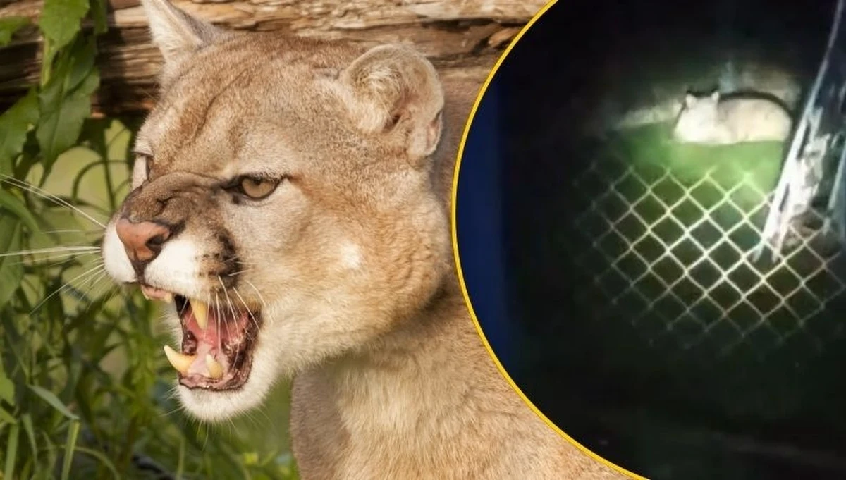 Mieszkańców Reja Grande na przedmieściach stolicy Argentyny Buenos Aires niepokoi żyjąca na wolności puma. Nieuchwytne zwierzę wyrządziło sporo szkód rolnikom: zabiło dziesiątki zwierząt hodowlanych.