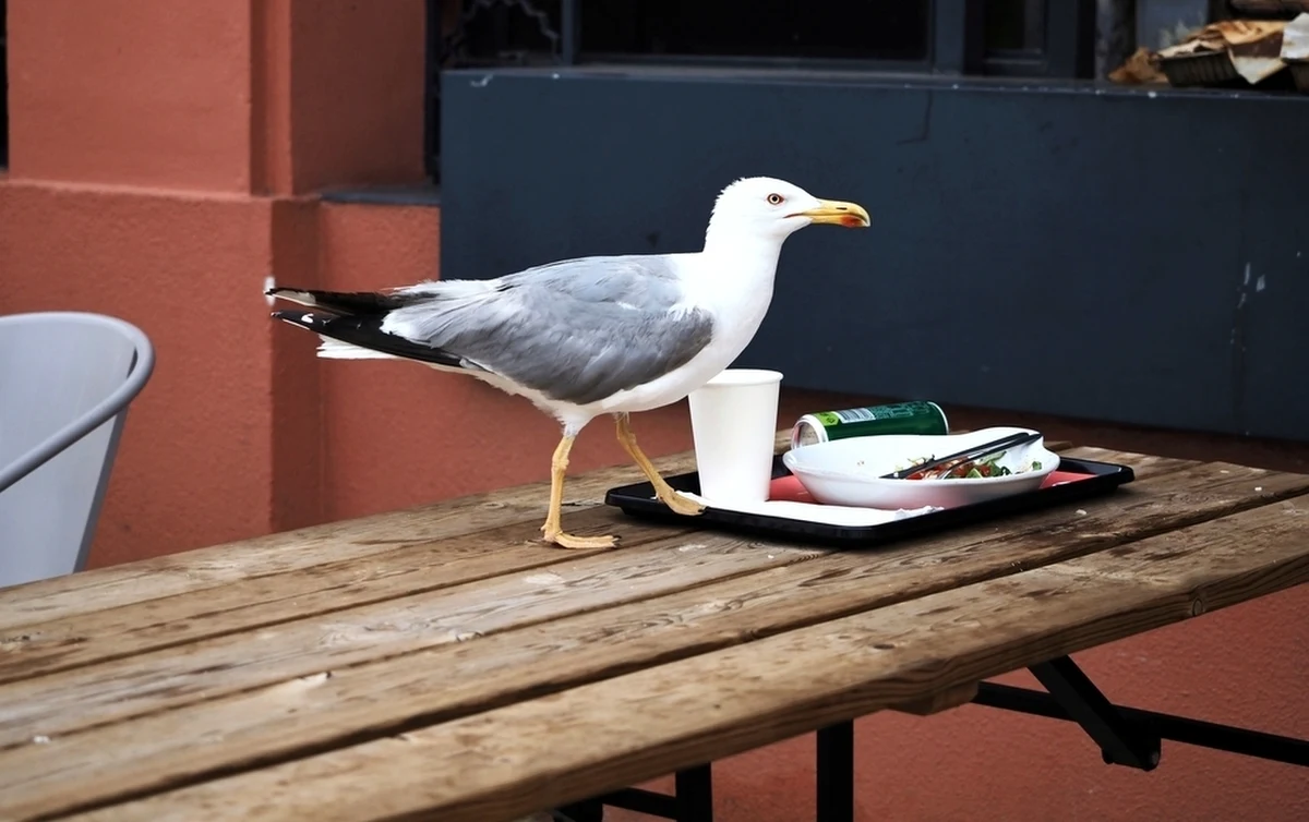 Portugalskie media rozpisują się o wygłodniałych ptakach, które od kilku tygodni w centrum Porto atakują turystów stołujących się w ogródkach restauracyjnych. Fruwającym agresorom przewodzą mewy, ale gorsze nie chcą być gołębie - jeden z nich chciał nawet ukraść 300-gramowego kotleta, ale zdobycz okazała się za ciężka.