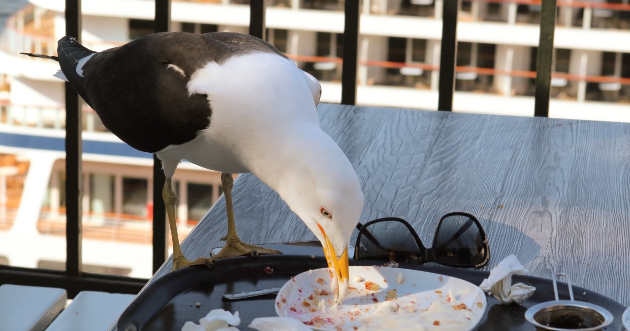 wiadomości,aktualności,Interia Ataki ptaków w Europie. Mewy i gołębie terroryzują klientów nadmorskich restauracji