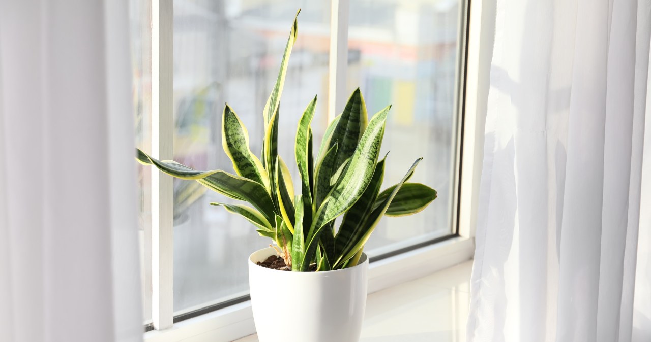 Liście sansewierii wystrzelą w górę. Podlej roślinę prostym specyfikiem