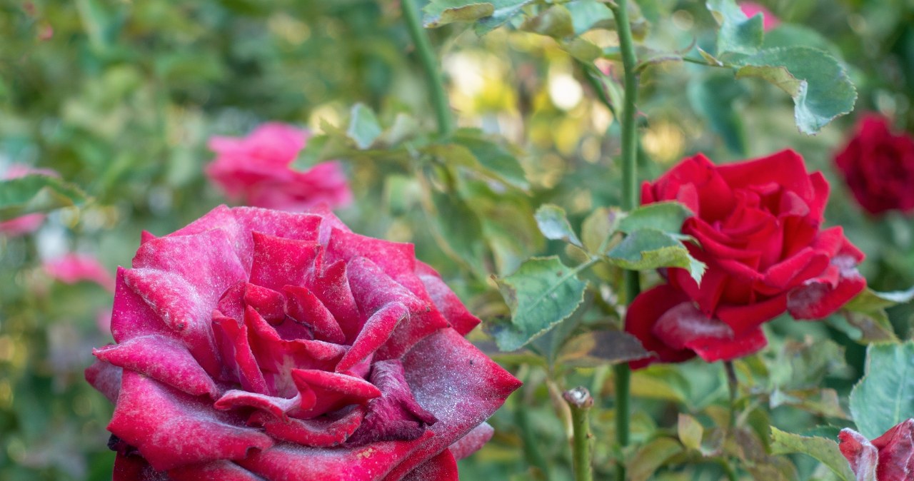 Widzisz taki nalot na liściach róży? Działaj szybko, nim choroba zniszczy cały ogród