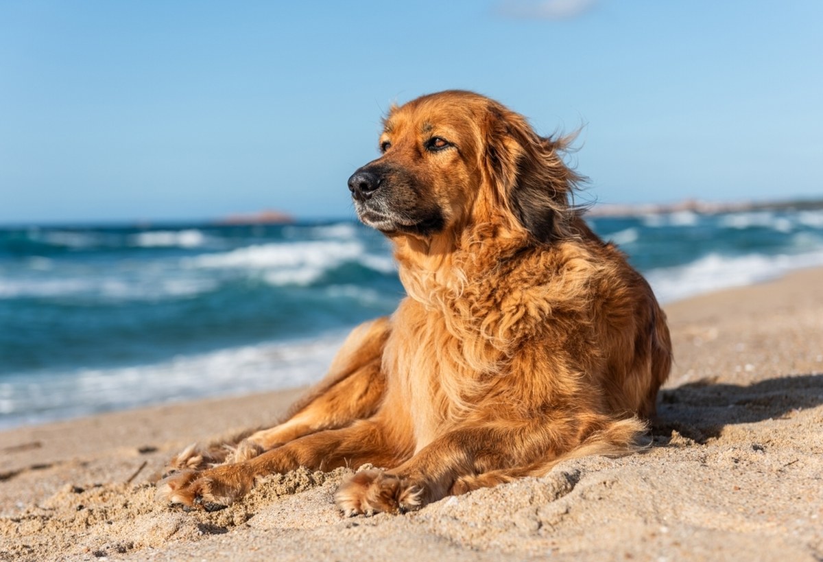Pies na plaży? Mocny komentarz szefa mazurskich ratowników