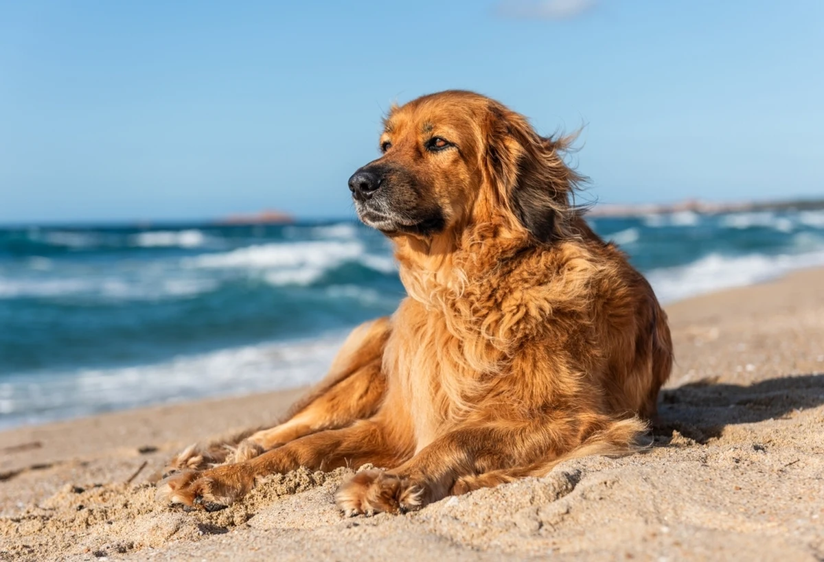 "Nie powinno być na plaży żadnych psów" - powiedział prezes Mazurskiego Ochotniczego Pogotowia Ratunkowego Jarosław Sroka. Jak zaznaczył, "gdy ratownicy zwracają na to uwagę, w najlepszym razie spotykają się z pretensjami". "Bardzo często, niestety, słuchają od właścicieli psów słów niecenzuralnych, chamskich, nie do zaakceptowania" - dodał.