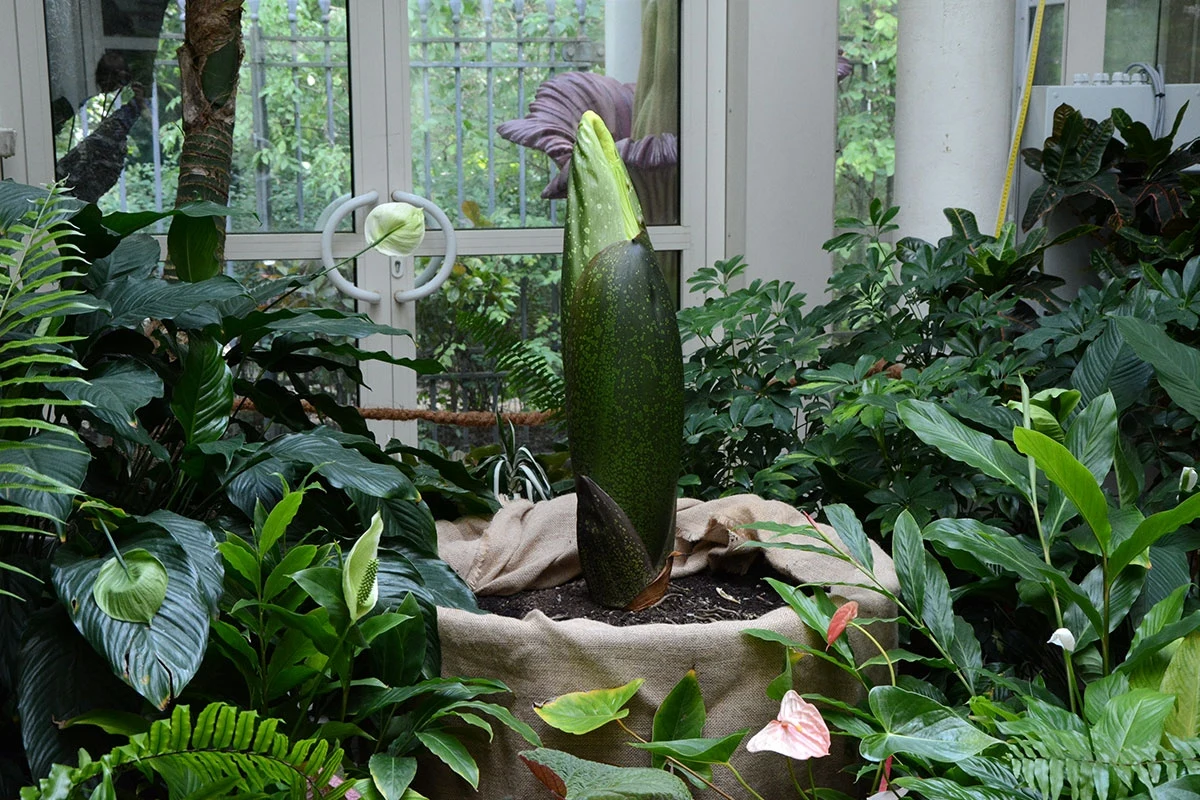 Po 4 latach dziwidło olbrzymie, duma Ogrodu Botanicznego Uniwersytetu Warszawskiego, znów zakwitnie. Ogród podał datę kwitnienia - stanie się to między 4 a 10 sierpnia. "Pamiętajcie jednak, że ta data ma charakter orientacyjny" - przypominają przedstawiciele Ogrodu. Co ciekawe, w najbliższych dniach ma zostać uruchomiona transmisja online.