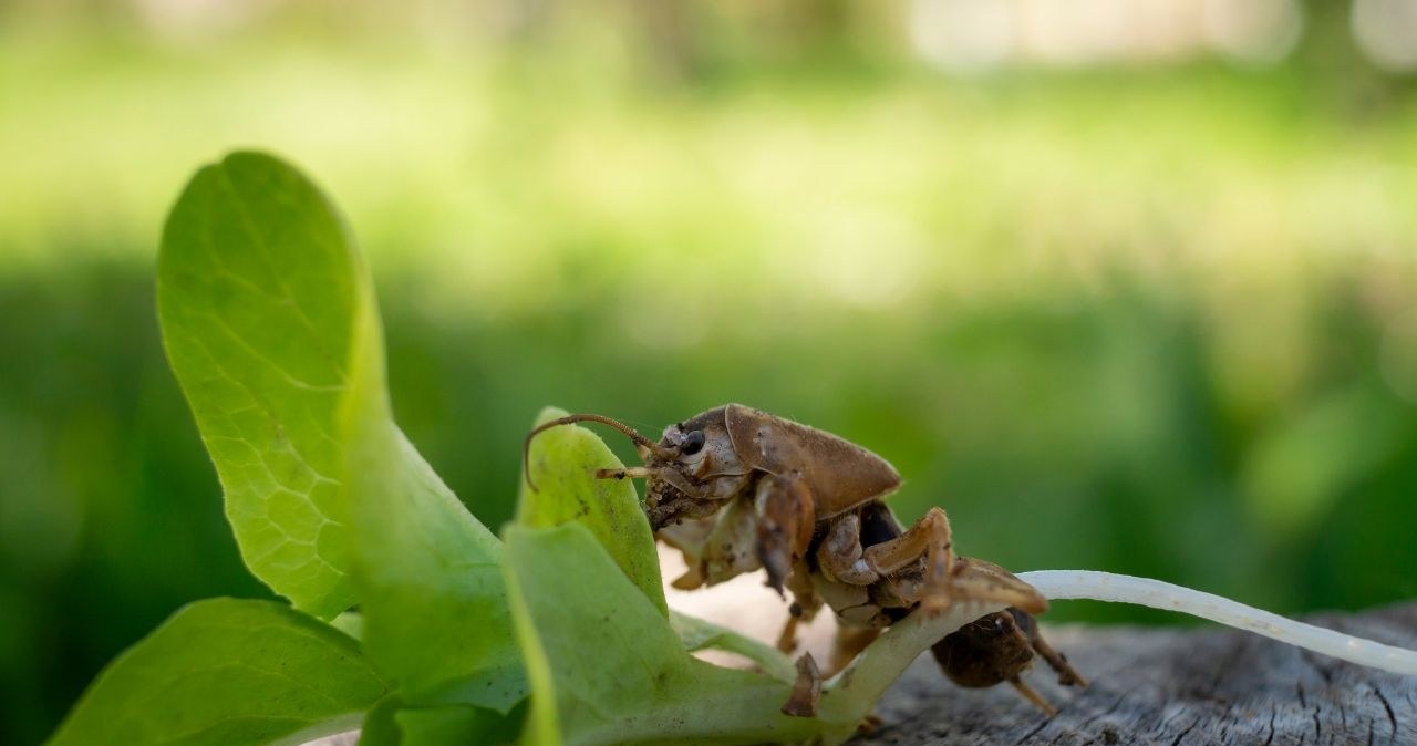 Turkuć podjadek nie musi być zmorą ogrodu. Tyle zapłacą za niego wędkarze
