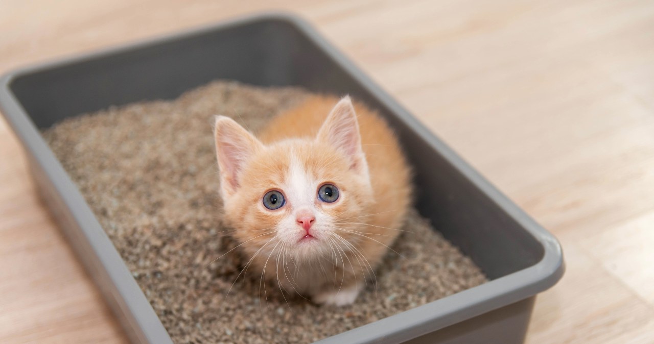 Kot nagminnie wychodzi brudny z kuwety? Oto, co się za tym kryje