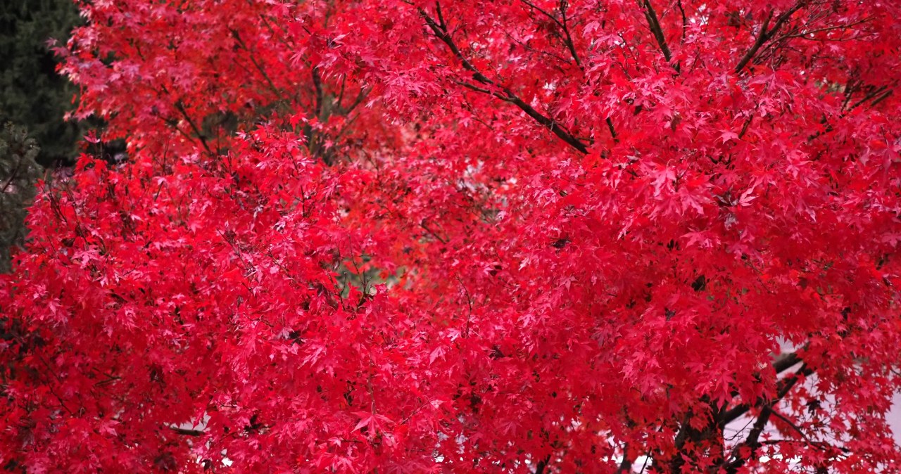 W ogrodzie są jak prawdziwa plaga. Królowa demolek jest jedna