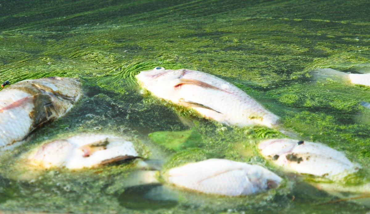 Alarm na zalewie Stańków. Wyłowiono tysiące martwych ryb