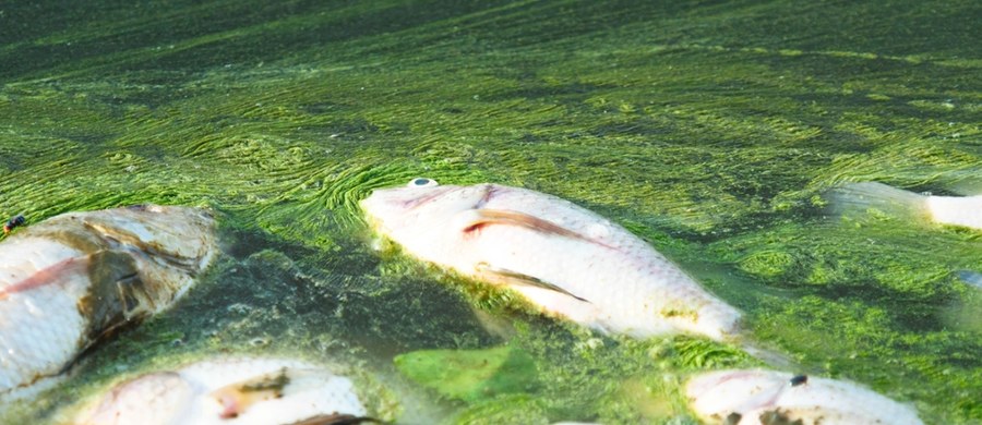 Tysiące martwych ryb wyłowiono dotychczas z zalewu w Stańkowie obok Chełma na Lubelszczyźnie. Mogło tam dojść do skażenia rzeki Uherki, która zasila zbiornik. Po zalewie pływają łodzie wędkarzy oczyszczających wodę z martwych ryb.