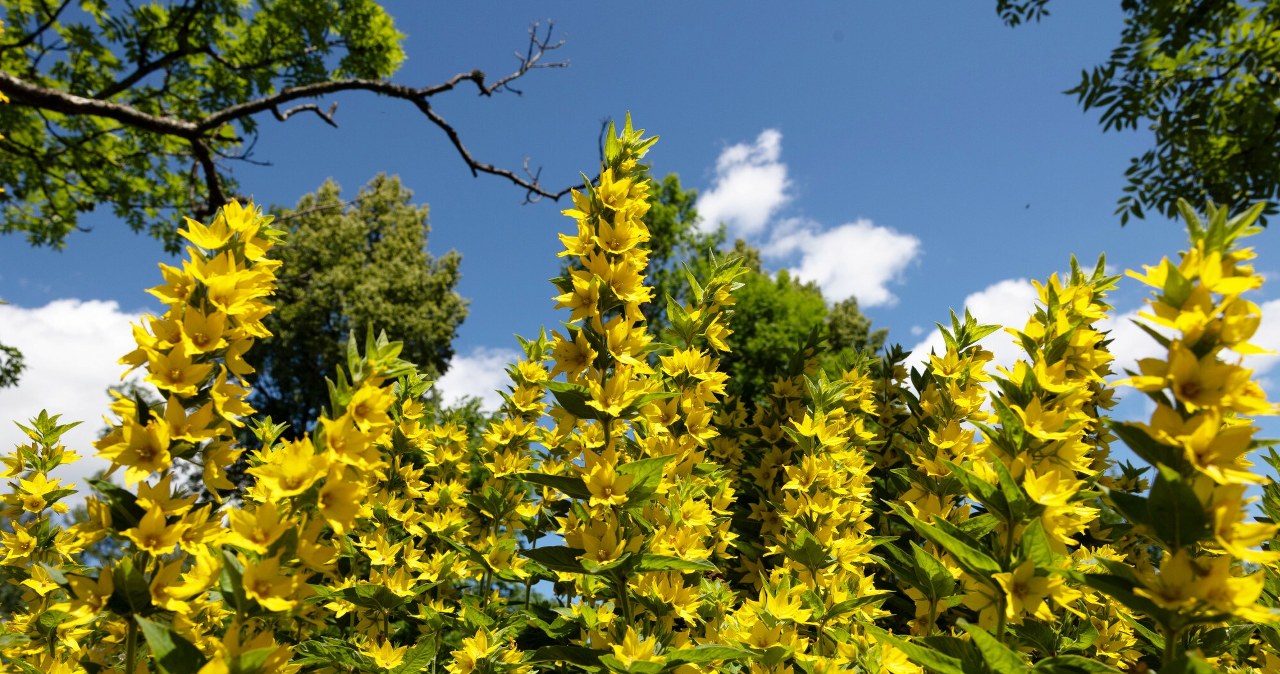 Szybko rośnie i ma mnóstwo kwiatów w kształcie dzwonków. Możesz ją posadzić choćby teraz