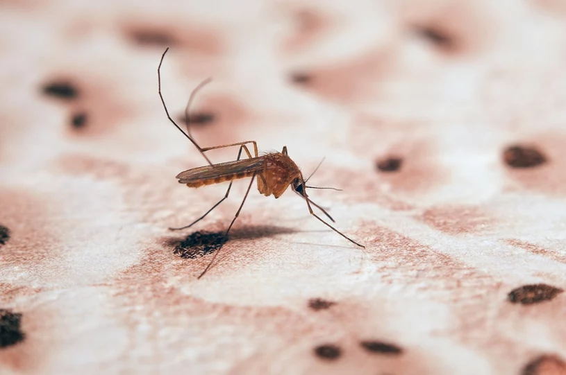 Malaria pokonana? Świat uratują zmodyfikowane komary