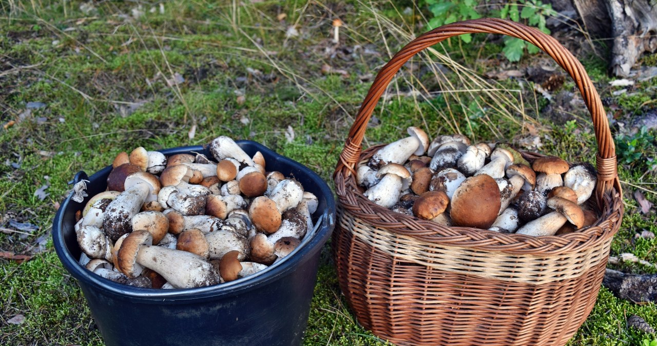 Tu jest najwięcej grzybów w okolicy Lublina. Na pewno nie wrócisz z pustym koszykiem