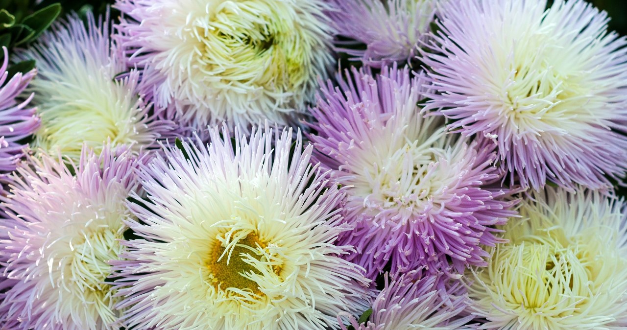 Spóźnialscy, do roboty! Zasiejcie, a zdążą jeszcze zakwitnąć w sezonie