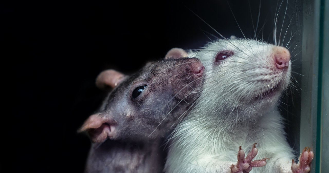 Zarażanie emocjami. Szczury się śmieją i dzielą strachem. Ludzie się mylą Zarażanie emocjami. Szczury się śmieją i dzielą strachem. Ludzie się mylą