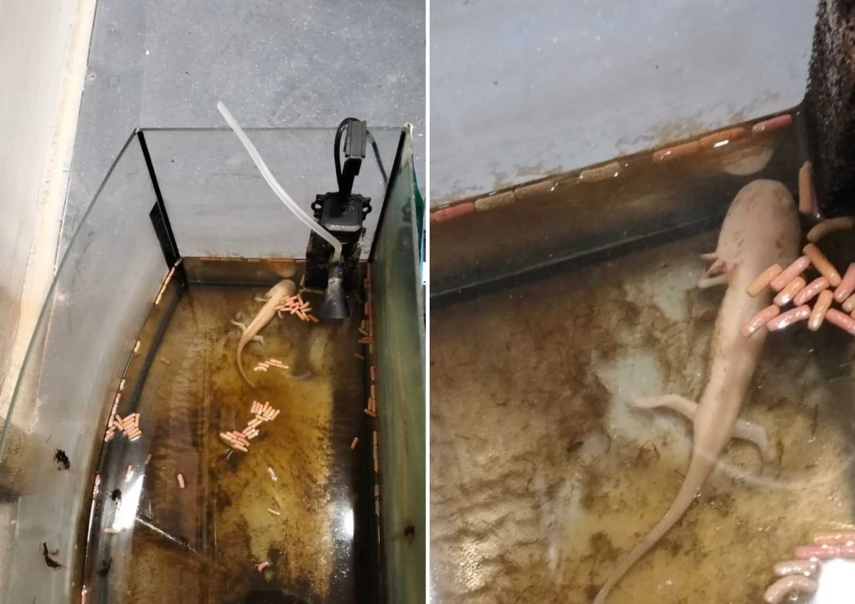 W brudnym akwarium, wśród gnijących resztek jedzenia i własnych odchodów konał aksolotl - rzadki płaz objęty ścisłą ochroną. Opiekunka? Wyprowadziła się z mieszkania i… zapomniała, że zostawiła tam żywe zwierzę. Świętochłowiccy policjanci właśnie zakończyli śledztwo. Kobiecie grozi do trzech lat więzienia za znęcanie się nad zwierzęciem zagrożonym wyginięciem.