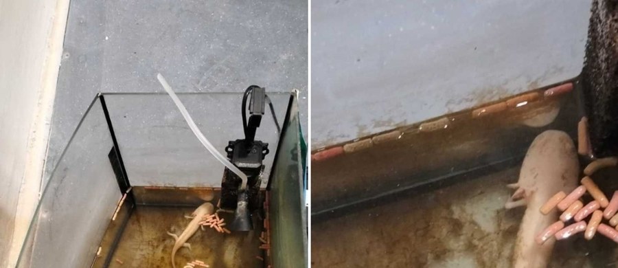 W brudnym akwarium, wśród gnijących resztek jedzenia i własnych odchodów konał aksolotl - rzadki płaz objęty ścisłą ochroną. Opiekunka? Wyprowadziła się z mieszkania i… zapomniała, że zostawiła tam żywe zwierzę. Świętochłowiccy policjanci właśnie zakończyli śledztwo. Kobiecie grozi do trzech lat więzienia za znęcanie się nad zwierzęciem zagrożonym wyginięciem.