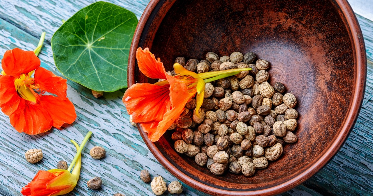 Jadalne są nasiona, liście i kwiaty. adekwatności zdrowotne nasturcji ceniono przed wiekami