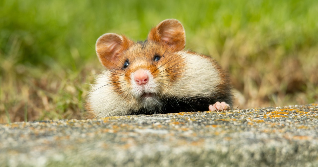 Dla rolników to skarb. Zabija je to, z czego jesteśmy dumni