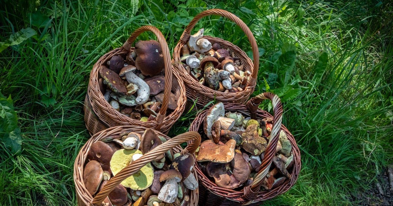 Wysyp grzybów w Nowym Sączu. Z tych lasów nie wyjdziesz z pustym koszykiem