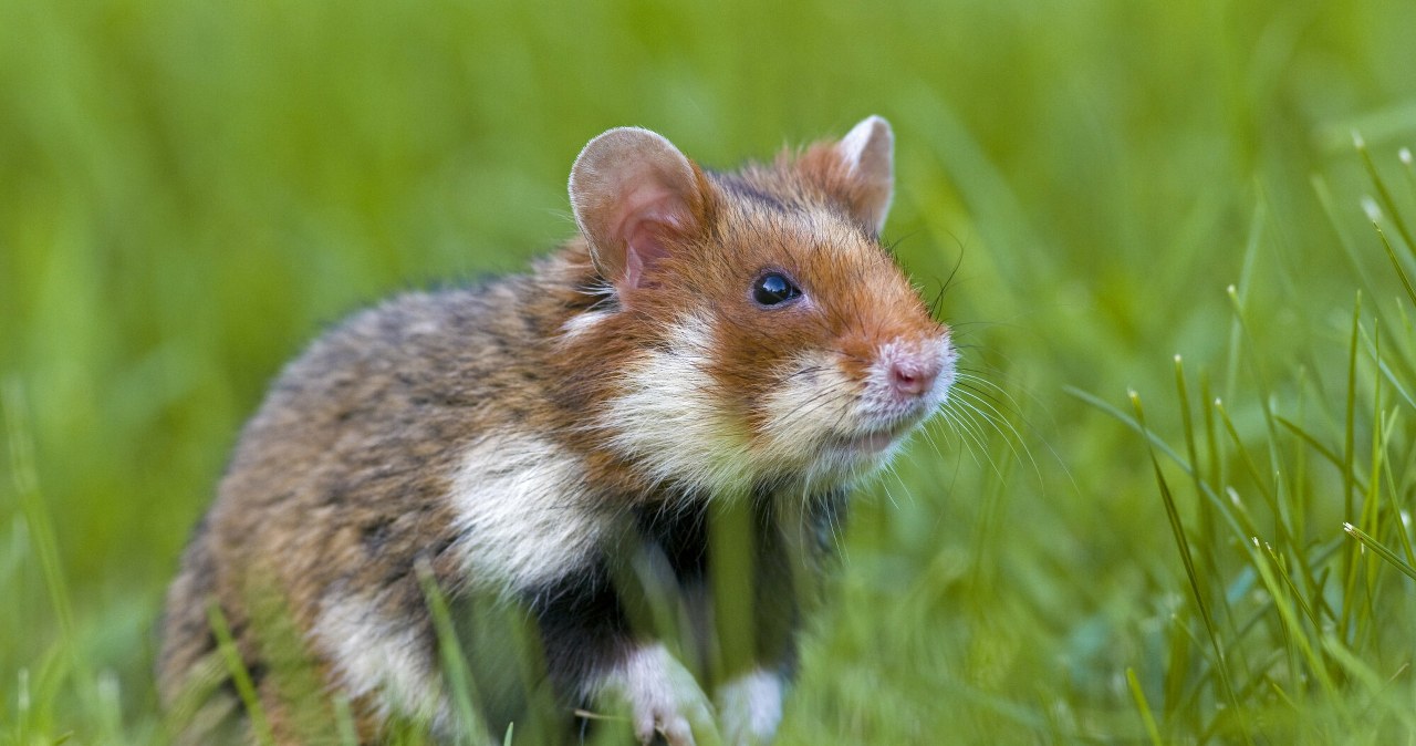 Chomik europejski widziany w Żorach. To coraz rzadszy widok w Polsce