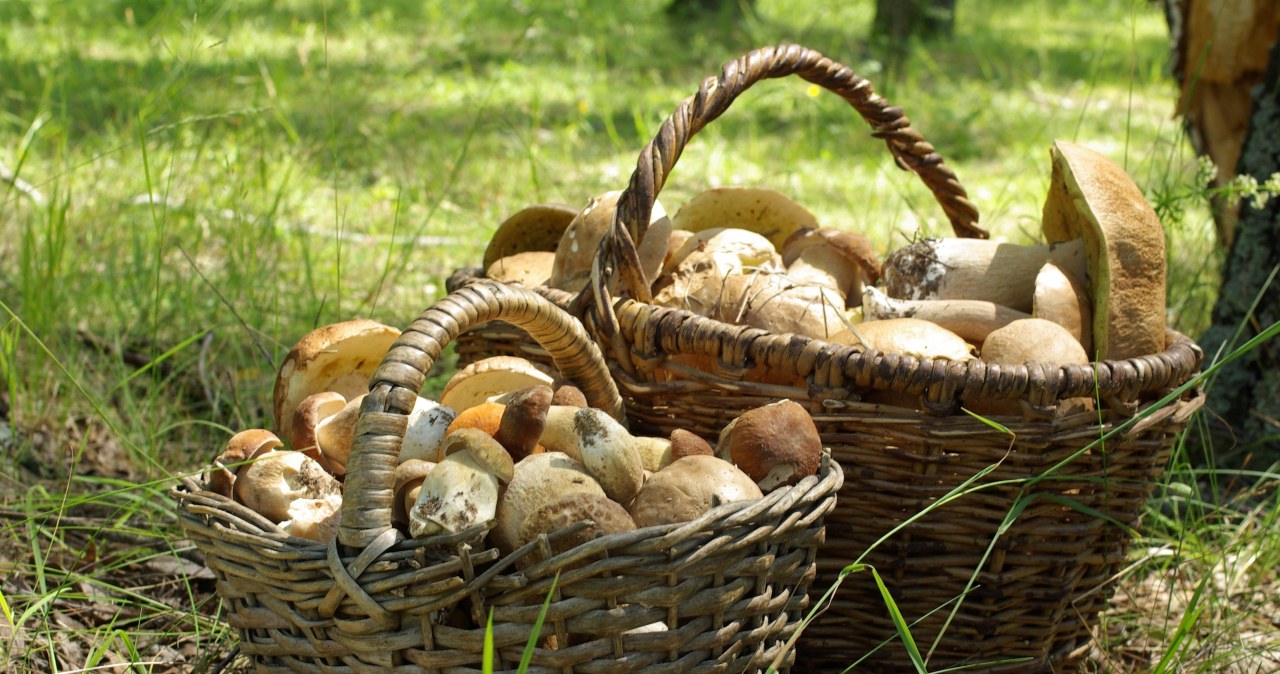 Tylu grzybów w okolicy Lublina jeszcze nie było. Sprawdź, gdzie najlepiej się wybrać