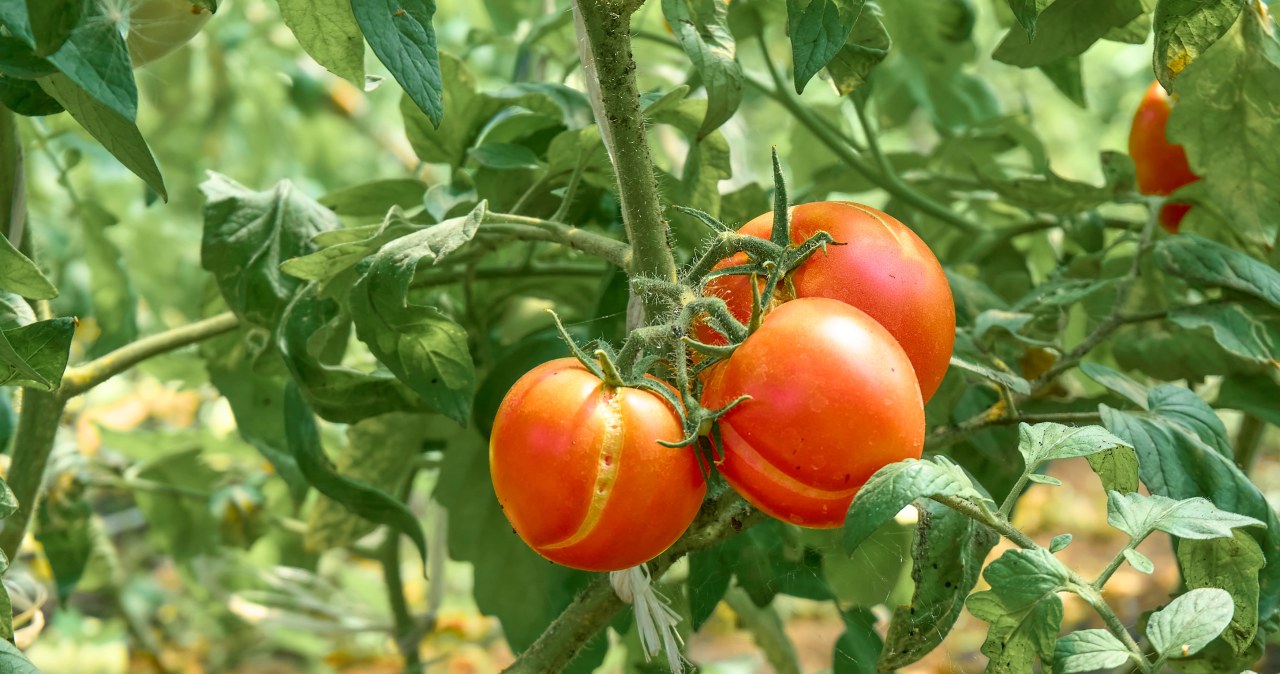 Pomidory pękają na krzaku? Winny jest ten błąd podczas podlewania