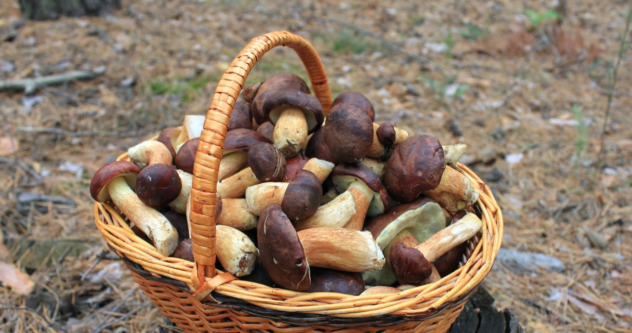 Pierwszy wysyp grzybów w tym roku. Znamy konkretne miejsca